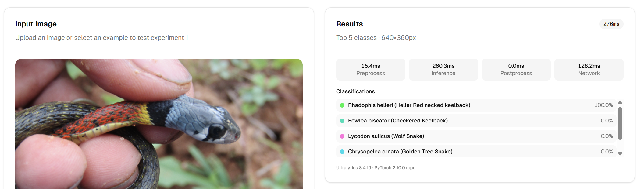 YOLOv2m-cls inference demo: Rhabdophis helleri classified at 100% confidence
