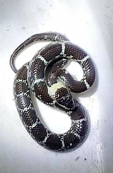 Lycodon aulicus