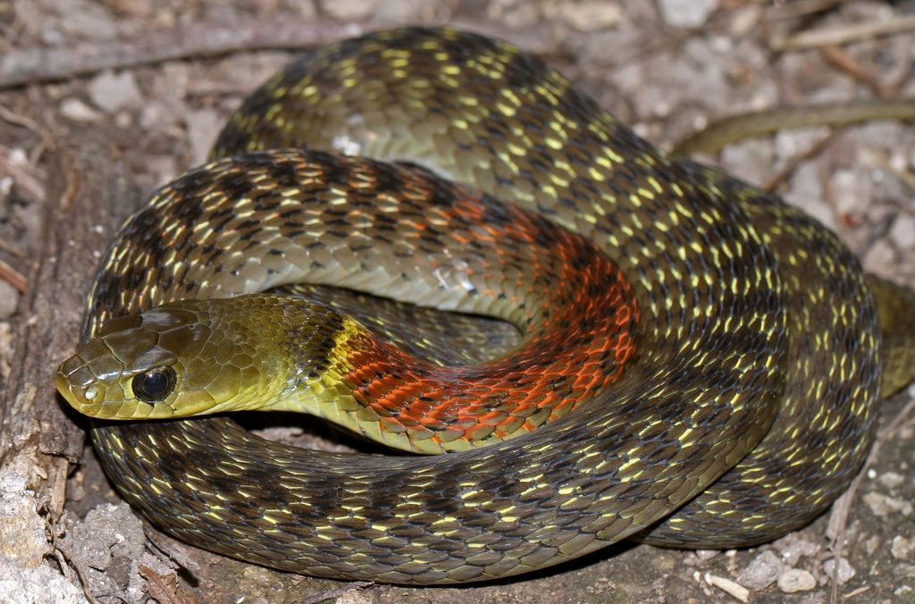 Rhabdophis helleri